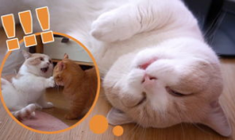 猫打架视频,一场激烈的对决瞬间回顾